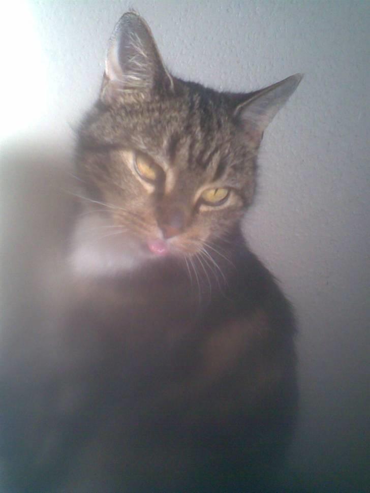 Blanding af racer Gammle Stampe(R.I.P).:'( billede 3