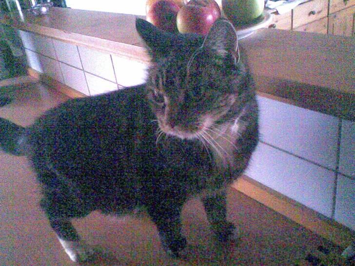 Blanding af racer Gammle Stampe(R.I.P).:'( - den dag da hun kom hjem efter 3 måneder .!  billede 4