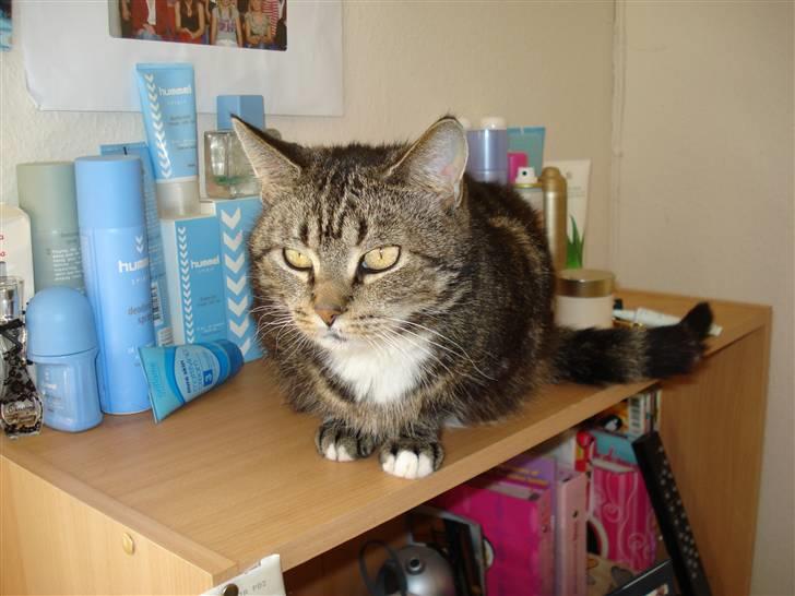 Blanding af racer Gammle Stampe(R.I.P).:'( billede 5