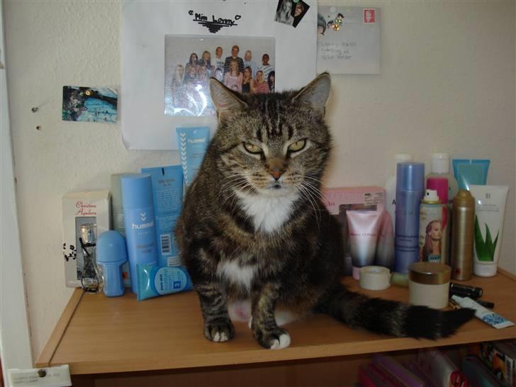 Blanding af racer Gammle Stampe(R.I.P).:'( billede 6