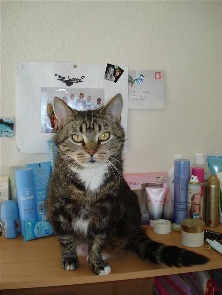 Blanding af racer Gammle Stampe(R.I.P).:'( billede 7