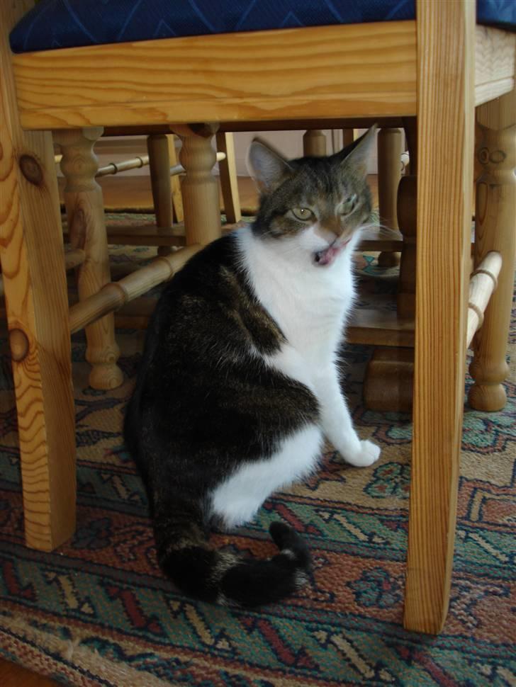 Blanding af racer Nulle billede 2