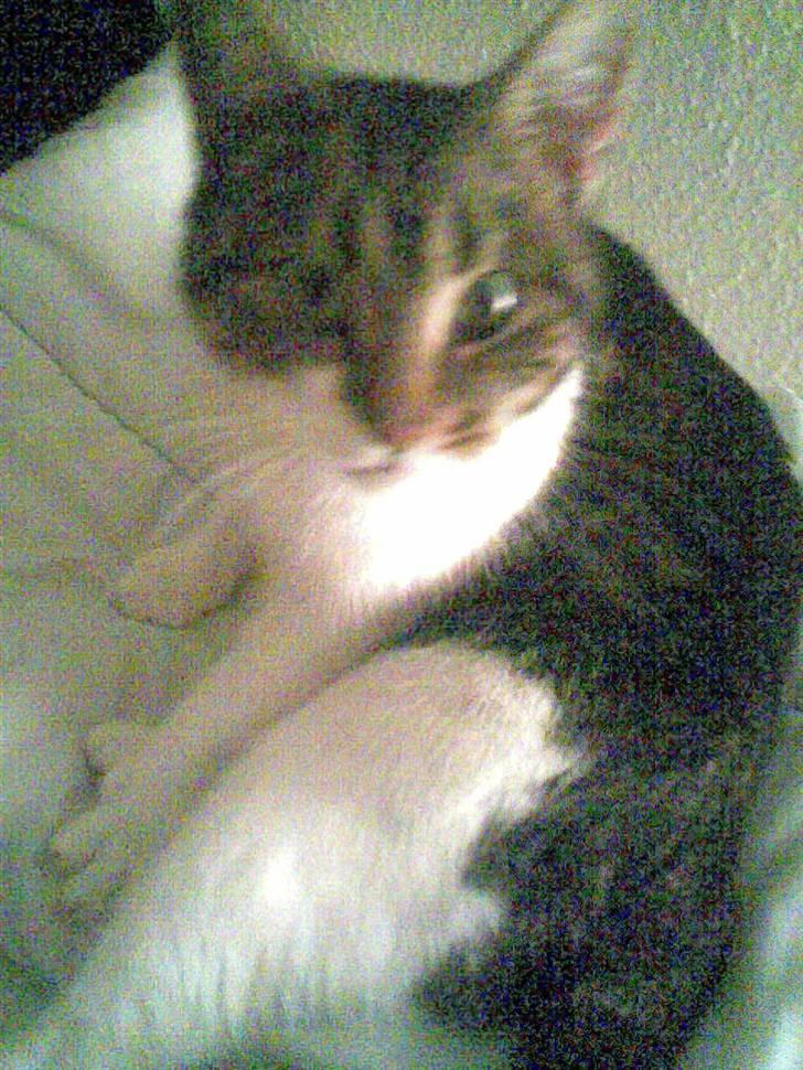 Blanding af racer Nulle billede 3