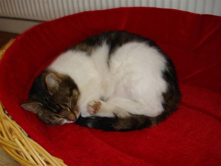 Blanding af racer Nulle billede 4