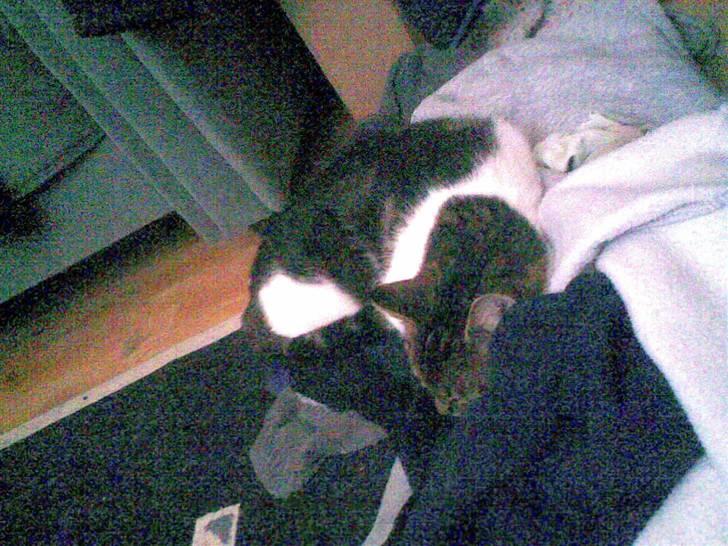 Blanding af racer Nulle billede 5