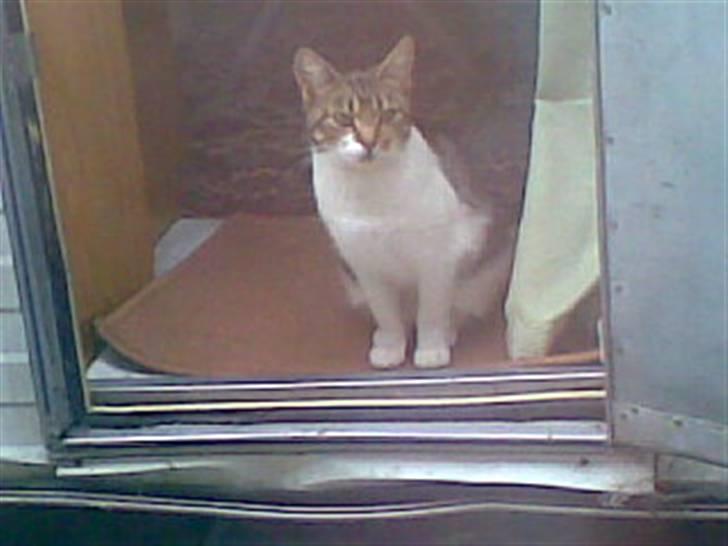 Blanding af racer Nulle billede 6