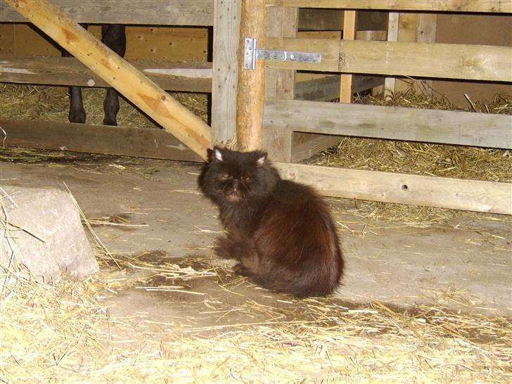 Perser Fergus  billede 11