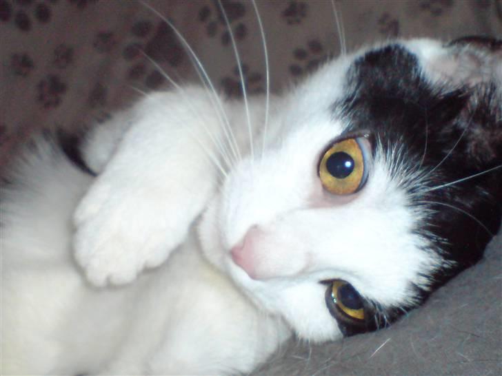 Blanding af racer Stump billede 1