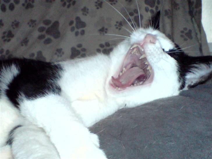 Blanding af racer Stump billede 2