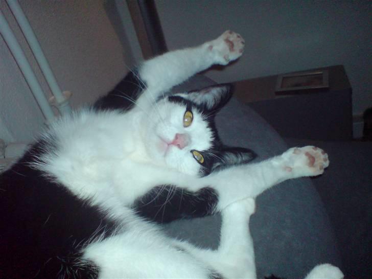 Blanding af racer Stump billede 3