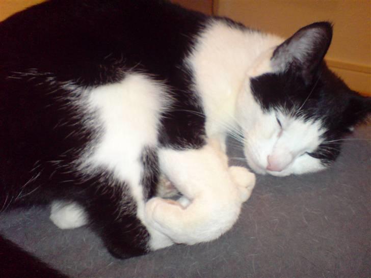 Blanding af racer Stump billede 4