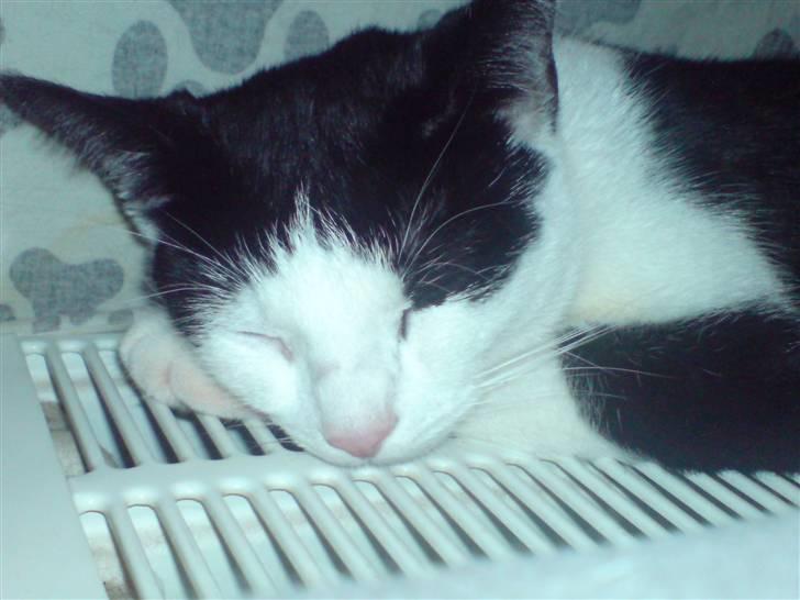 Blanding af racer Stump billede 5