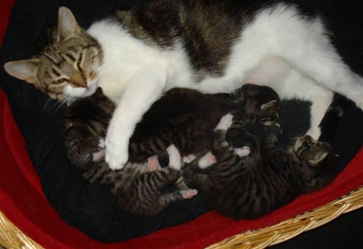 Blanding af racer Nulle - nulle med hende 4 dejlige killinger :D billede 7