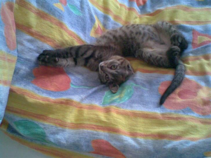 Blanding af racer Miller/!R.I.P. Elsker dig - velkommen :) billede 1