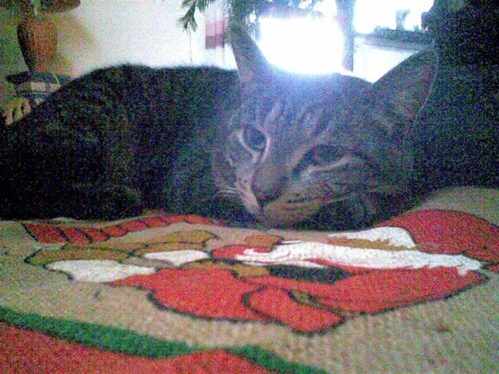 Blanding af racer Miller/!R.I.P. Elsker dig billede 2