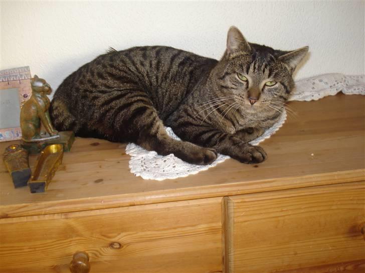 Blanding af racer Miller/!R.I.P. Elsker dig billede 3