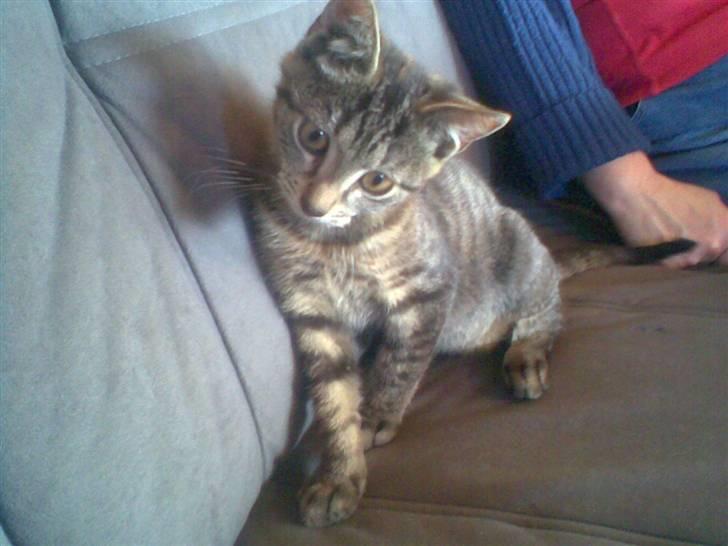 Blanding af racer Miller/!R.I.P. Elsker dig billede 4