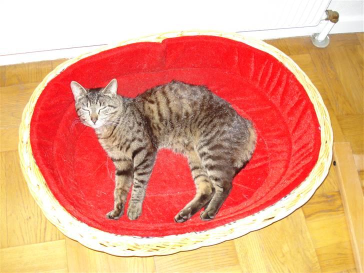 Blanding af racer Miller/!R.I.P. Elsker dig billede 5