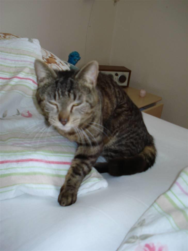 Blanding af racer Miller/!R.I.P. Elsker dig billede 6