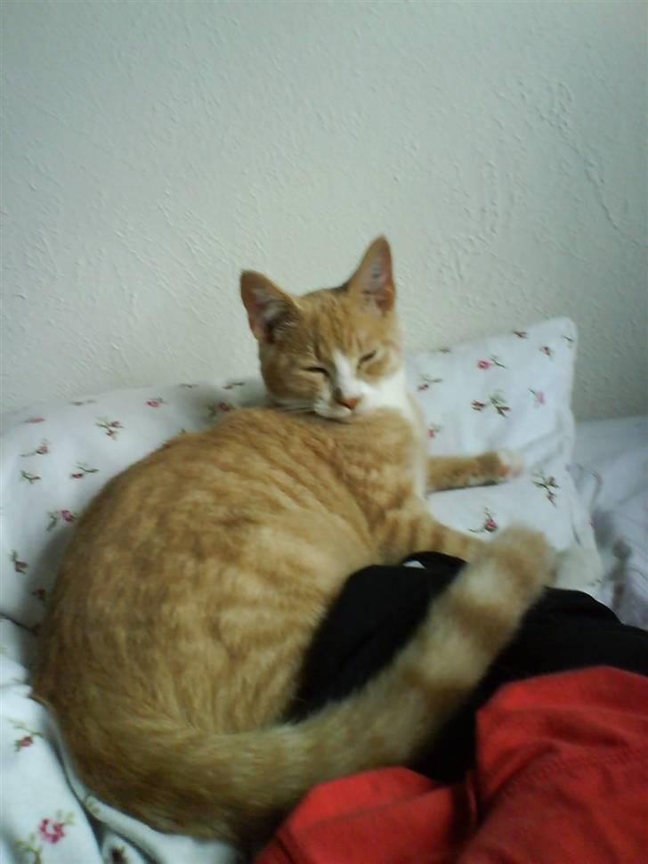 Huskat Bailey billede 9