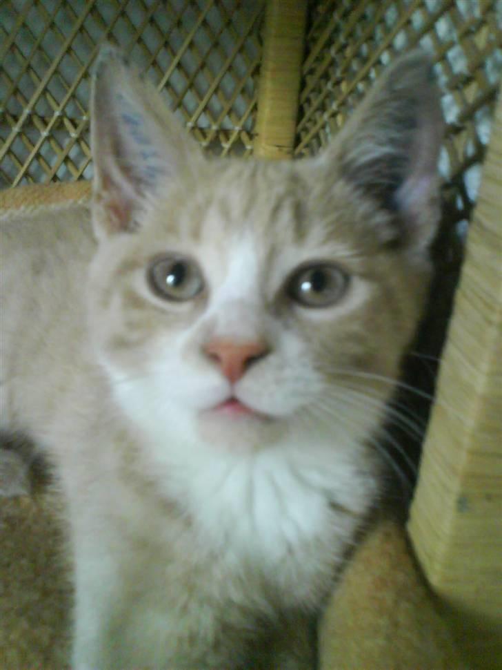 Huskat Bailey billede 4