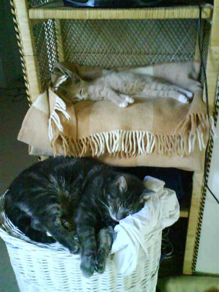 Huskat Bailey billede 5