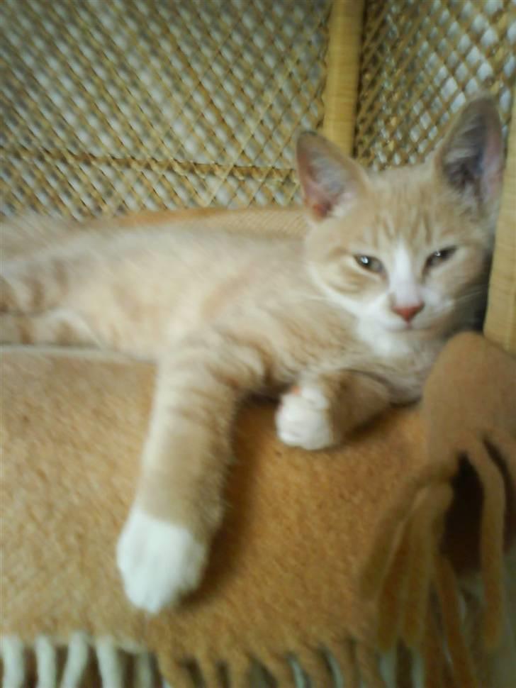 Huskat Bailey billede 6