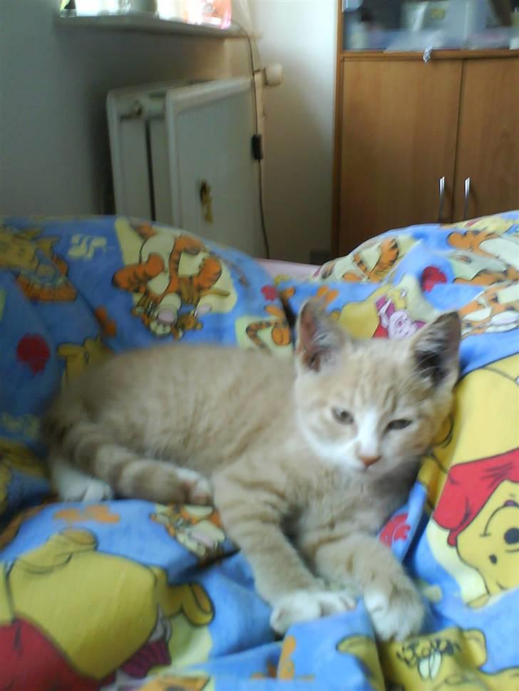 Huskat Bailey billede 8