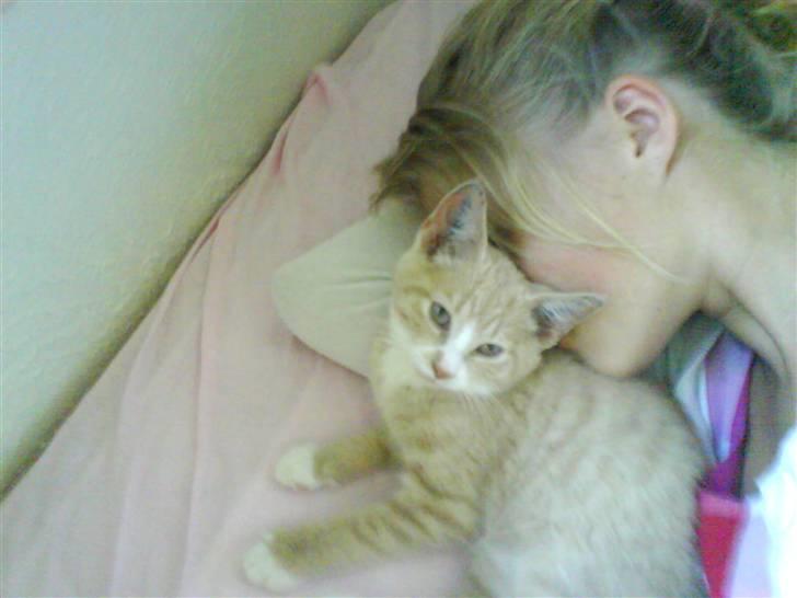 Huskat Bailey billede 10