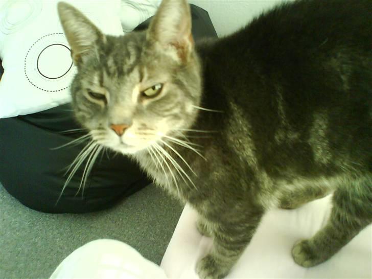 Huskat Gismo billede 17