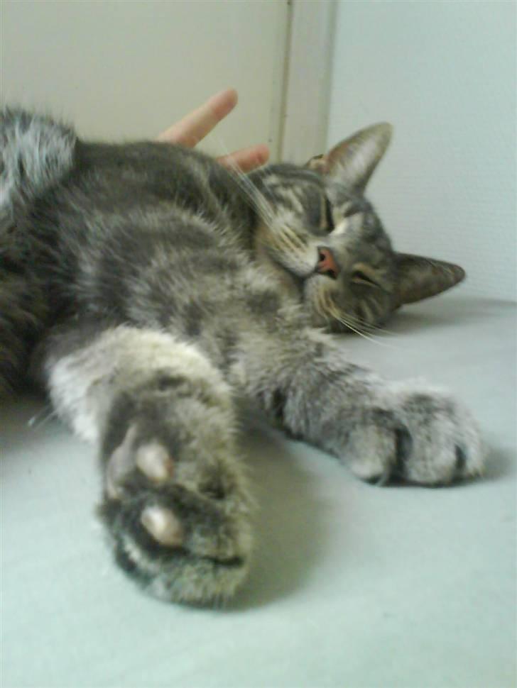 Huskat Gismo billede 18