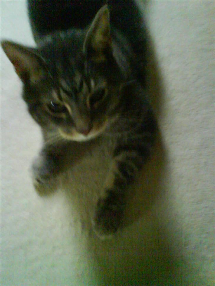 Huskat Gismo billede 19