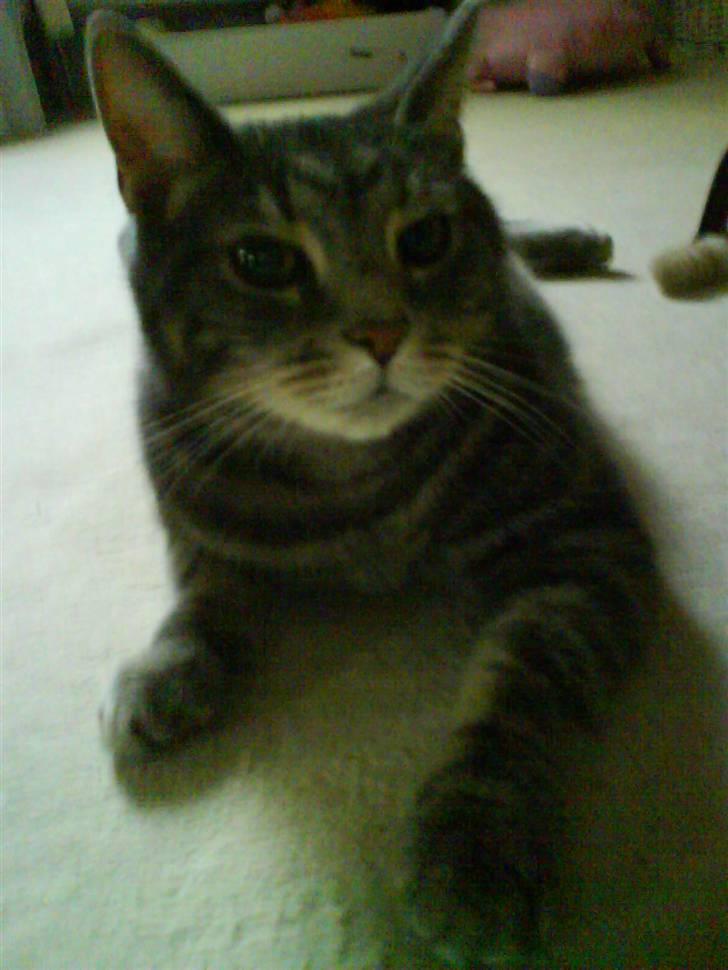 Huskat Gismo billede 20