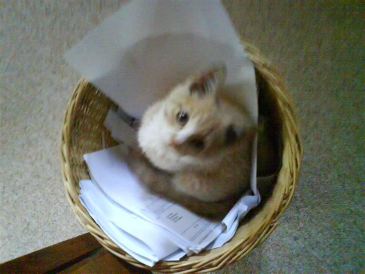 Huskat Bailey billede 11