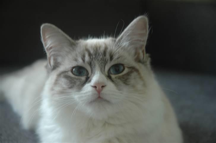 Ragdoll Emma billede 15