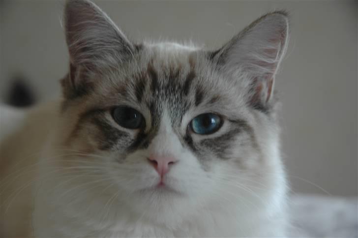 Ragdoll Emma billede 16