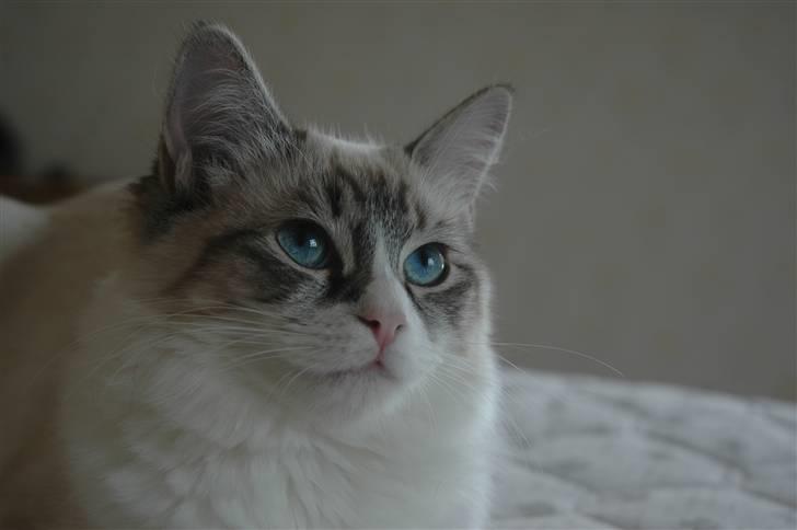 Ragdoll Emma billede 17