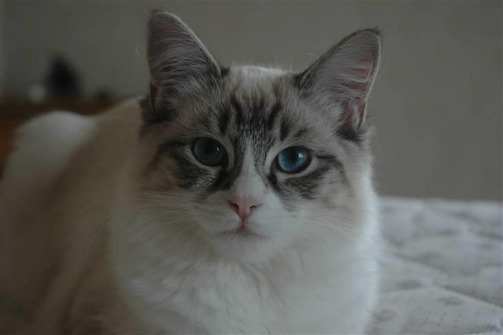 Ragdoll Emma billede 18