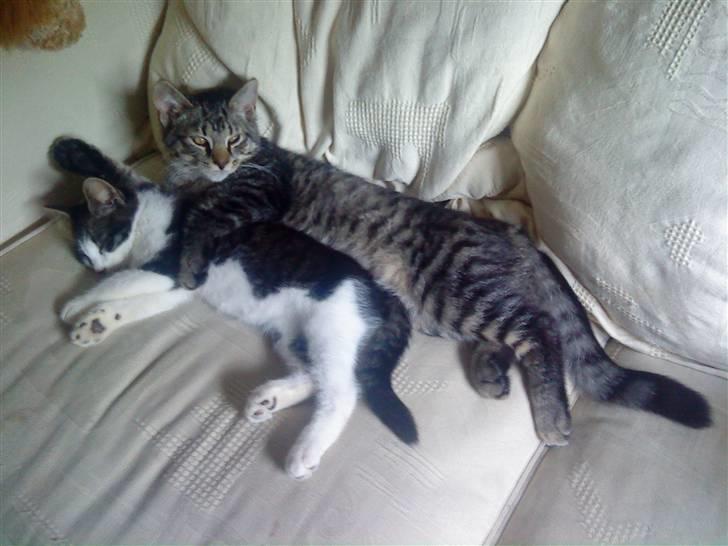 Blanding af racer Milo * !  - Vi sover liiige arm i arm.. :) billede 9