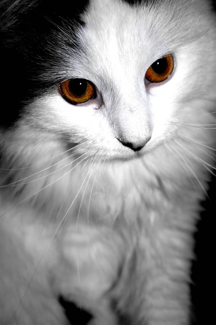 Blanding af racer Boffie - Det er faktisk hendes egen øjenfarve :D  billede 1