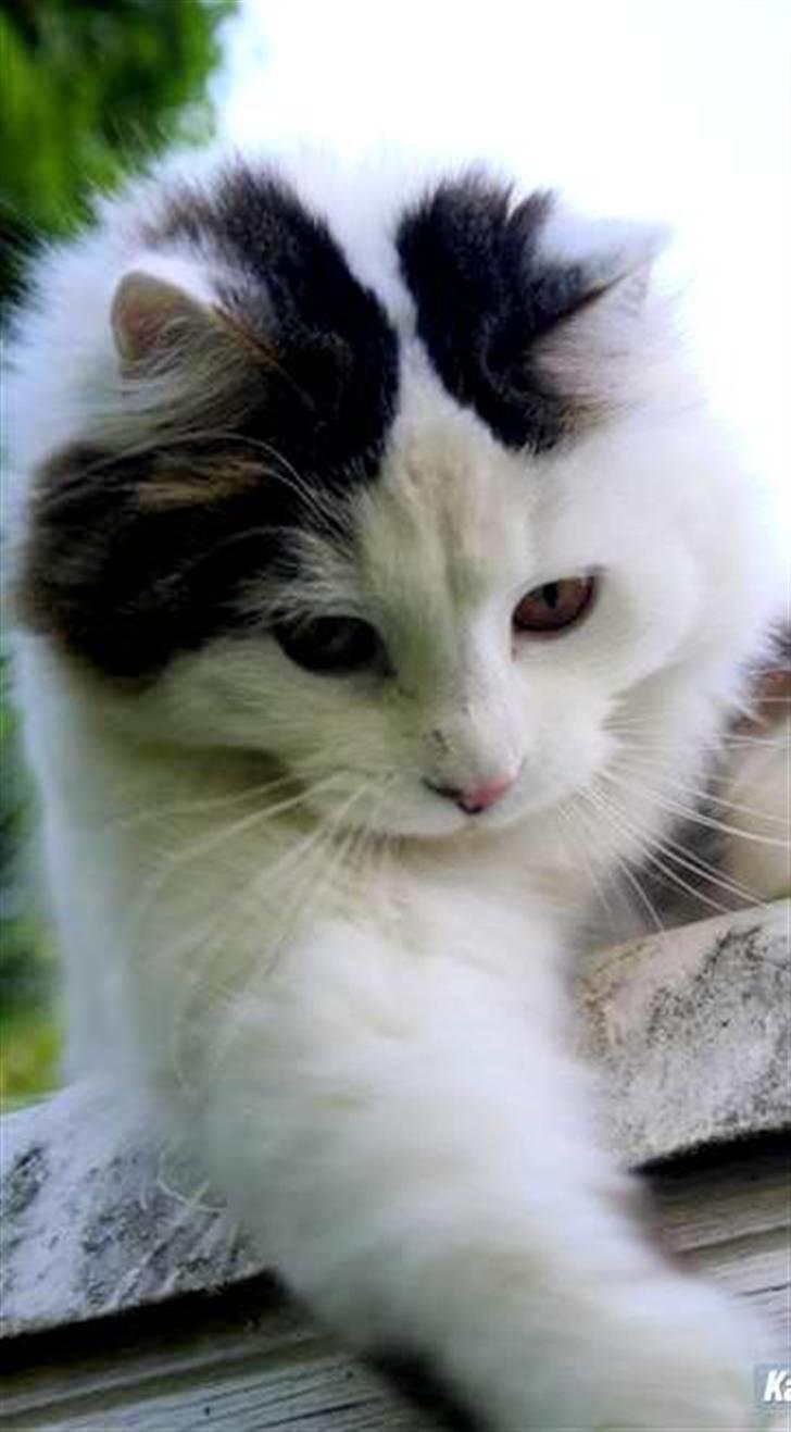 Blanding af racer Boffie billede 2