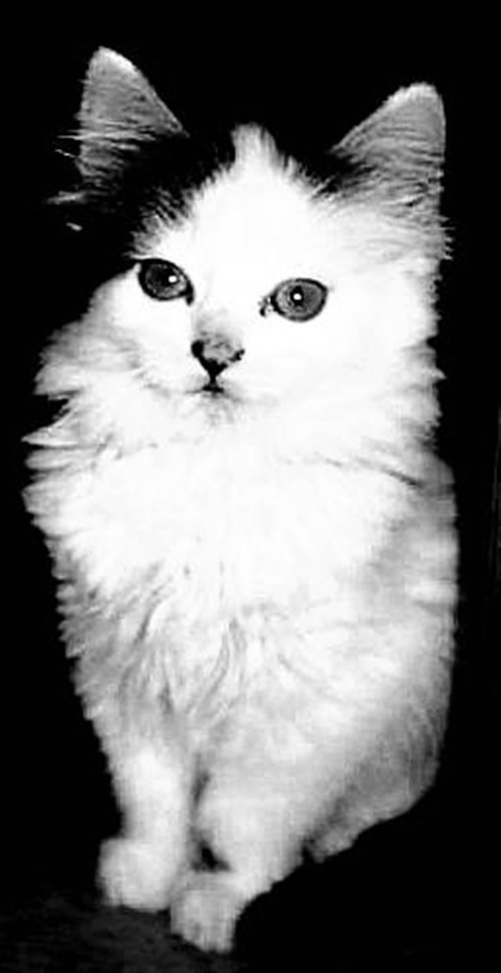 Blanding af racer Boffie - Ej, hvor har hun været lille engang :) billede 3