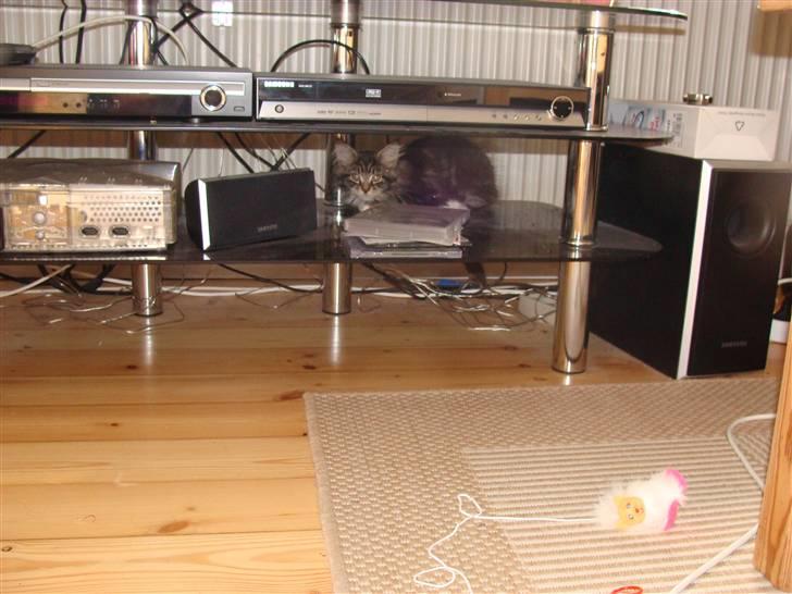 Maine Coon Lucky - Luckys gemmested billede 7