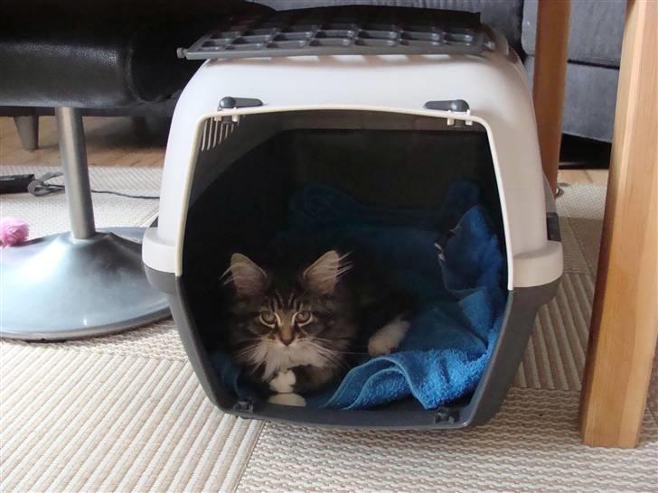 Maine Coon Lucky - Her kan jeg holde øje med det hele billede 8