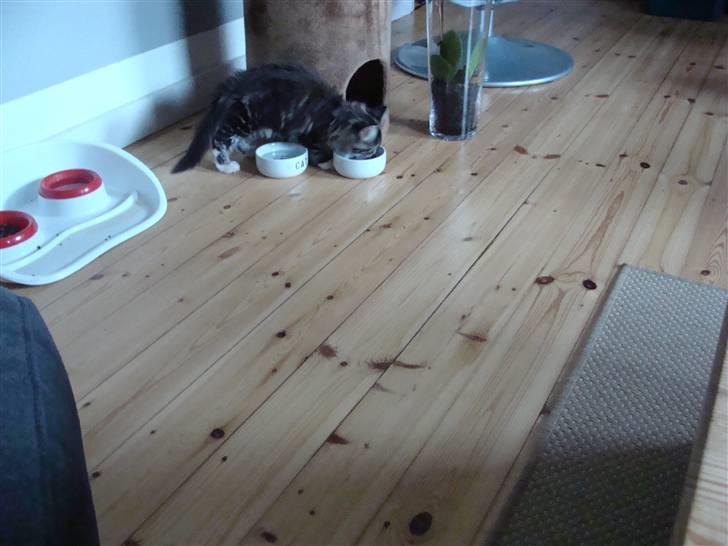 Maine Coon Lucky - Jeg skal lige have lidt at spise billede 9