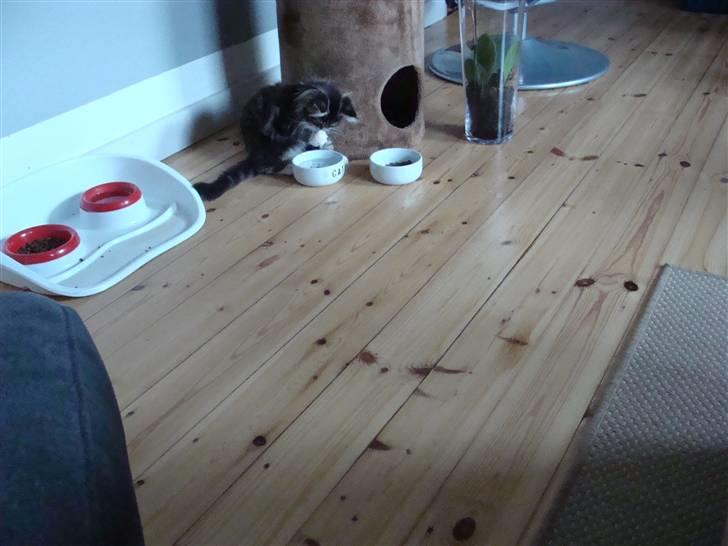 Maine Coon Lucky - Hvad er det der er i mit vand? billede 10