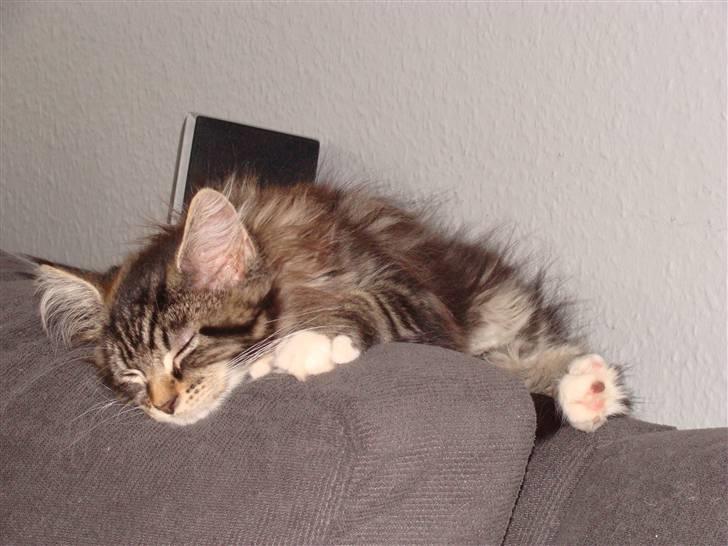 Maine Coon Lucky - Lucky tager sig lige en lur billede 11