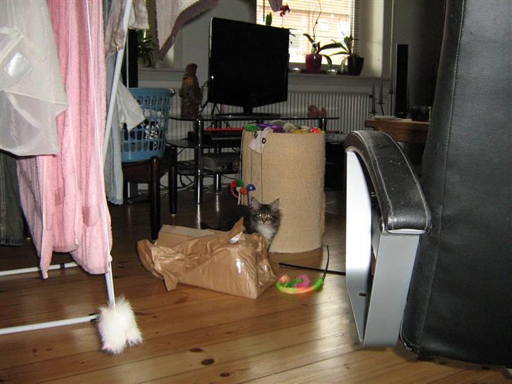 Maine Coon Lucky - Hva er det for en kasse? billede 12