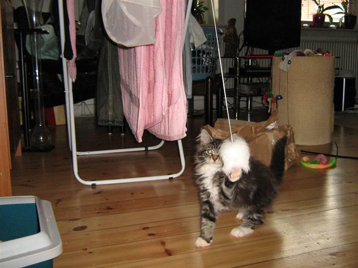 Maine Coon Lucky - Den er meget sjov billede 13