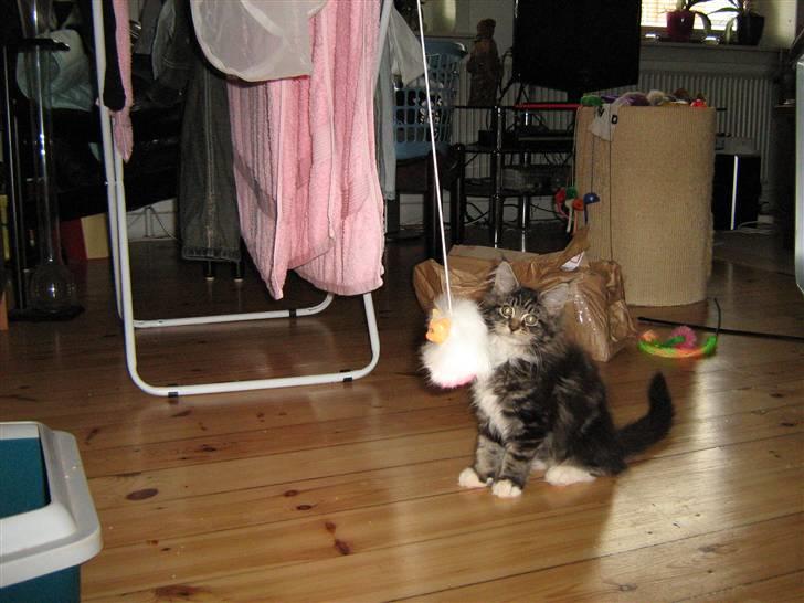 Maine Coon Lucky - Så er den stille igen billede 14